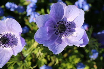 Blaue Anemonen im Frühling