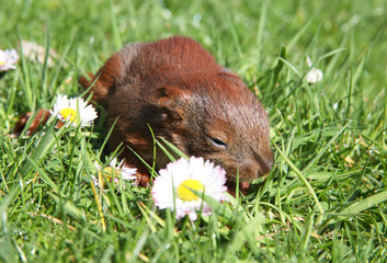 kleines Eichhörnchen