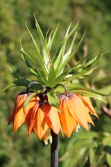 Orangefarbene Kaiserkrone im Frühling (Fritillaria imperialis)