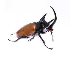 Rhinoceros beetle 5 He beetle.