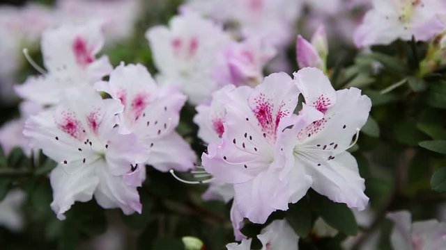 Azaleas White Flower With Purple Interspersed and Stamens With Black Edges on Background of Large Leaves Close up