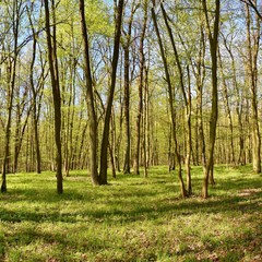 Obraz premium Panorama beautiful green forest in springtime.