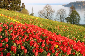 Frühlingslandschaft an einem See, ein Meer von roten Tulpen an einem See