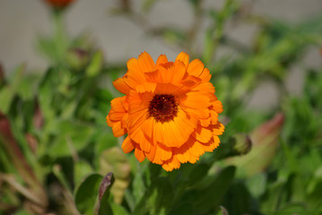 Fleur de souci orangé au printemps à Paris