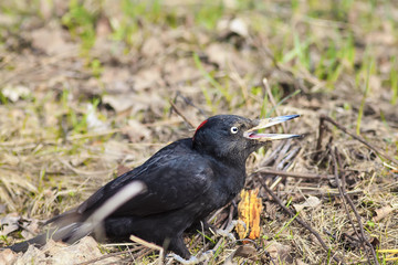 black woodpecker in the forest sings a song on a Sunny day