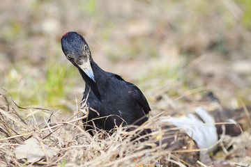 bird black woodpecker looking for insects in the old tree and the grass in the Park to peck the beak