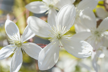 clematis fiore bianco