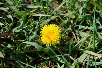 Одуванчики  в поле 