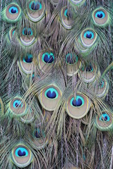 Fototapeta premium Federn eines blauen Pfaus.