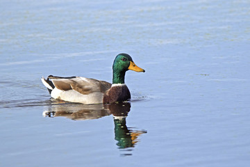 Male Mallard (Anas platyrhynchos) swimming in a calm inland lake.