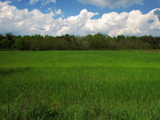 prato di campagna in primavera