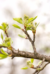 Nice Pear Tree Buds