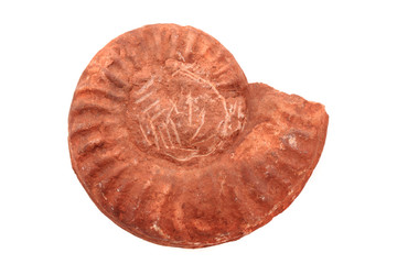ammonite fossil isolated
