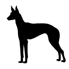 Fototapeta premium Pharaohs dog black silhouette 