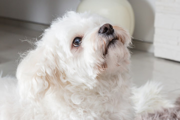 Hund wartet auf Belohnung