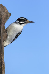 Male Hairy Woodpecker (Picoides villosus) clinging to a tree stump.