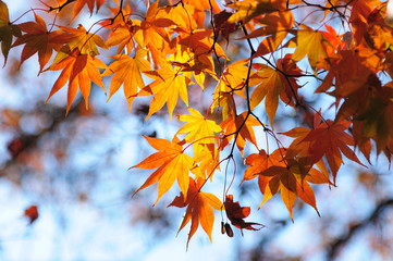 Fototapeta na wymiar Red Maple Leaves