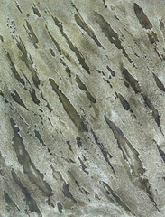 Decorative plaster with diagonal texture