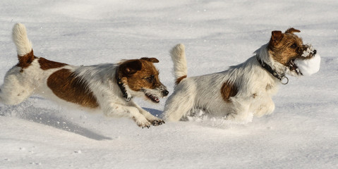 Jack Russell im Schnee mit Schneeball