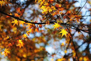 Red Maple Leaves