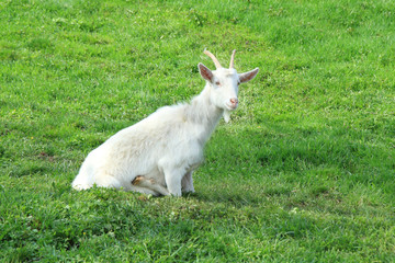 white goat in the green grass..