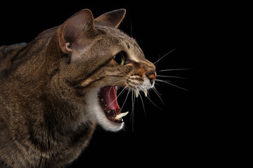 Closeup portrait Aggressive Oriental Cat Hisses in Profile, Black Isolated