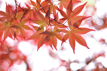 Red Maple Leaves