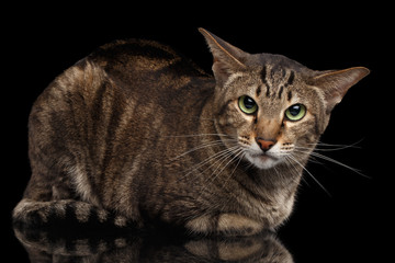Angry Oriental Cat Lying and Looking in Camera, Black Isolated
