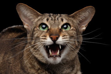Closeup portrait Funny Oriental Cat Meowing in Camera, Black Isolated