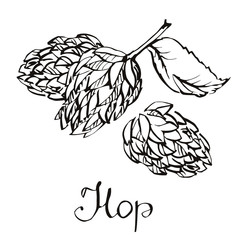Fototapeta premium Hops herb plant which is used in the brewery of beer. For labels and packaging. Vector engraved illustration. Hops Object. Hops Picture. Hops Image.