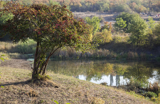 howthorn bush