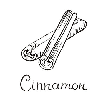 Cinnamon stick. Cinnamon vector. Vector cinnamon stick. Cinnamon  isolated on white background. Engraved style. Closeup cinnamon stick. Kitchen spice. Herbal aroma.