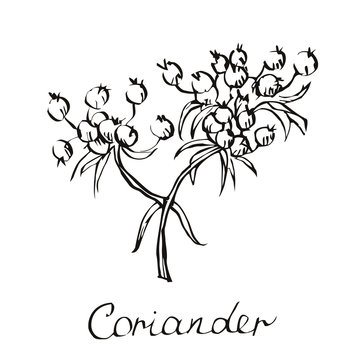 Vector coriander illustration. Chinese parsley. Hand drawn coriander sketch. Coriander plant. Vector coriander seeds. Coriander and leaves illustration. Cilantro in vector. Isolated on White.