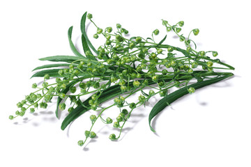 Flowering tarragon (Artemisia Dracunculus)