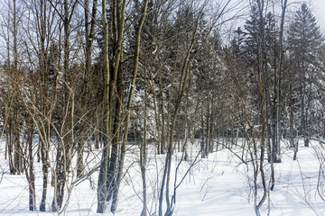 snowy forest depths