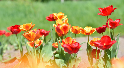 red and yellow tulips in garden