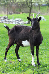 black goat in the grass