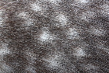 Dappled grey horse skin texture