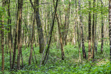 Fototapeta na wymiar scenic oak forest