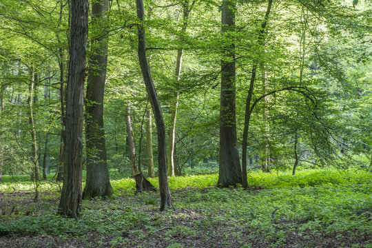 scenic oak forest