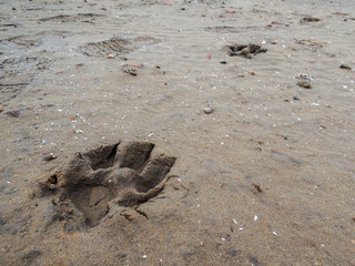 dog and men footprints left on the sand