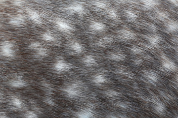 Dappled grey horse skin texture