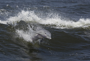 Bottlenose dolphin riding waves in a Gulf Coast bay.
