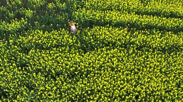 Beauty young girl running on yellow rape field in rural countryside. Happy Freedom woman outdoors concept. Aerial flight over the rape field in sunset light, Aerial shot