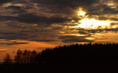 Fototapeta na wymiar Sunset with needles forest