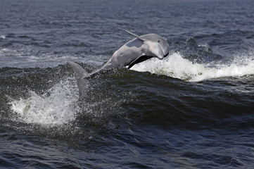 Fototapeta premium Bottlenose dolphin riding waves in a Gulf Coast bay.