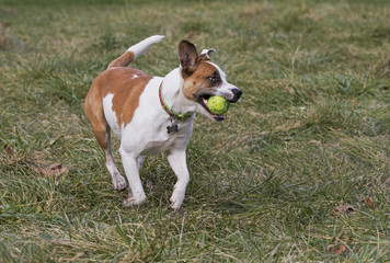 Boxer Labrador Terrier mixed breed dog chasing a ball