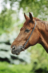 Red horse portrait in bridle