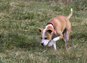 Boxer Pit Bull mixed breed dog running in grass