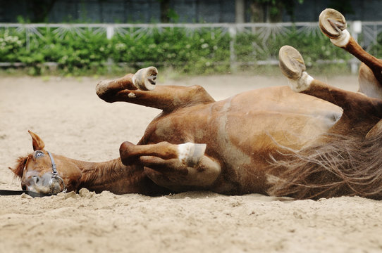 Red horse wallowing in sand